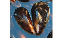 The advanced water disinfection method to eliminate mussels and other biological sea organisms