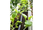 Hydroponic Gutter 30cmx25cmx20cm