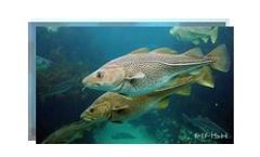 Underwater Robots for Aquatic Farming
