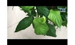 Jiangxi Tiansheng New Materials Co , Ltd Wetting Penetrating Agent Testing Video TIS308 Video
