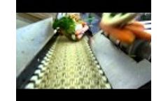 Birch Tree Processing Video