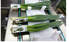 Srotec - Model S-O-3000 - Processing System for Spring Onion