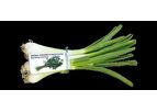 Srotec - Model S-O-3000 - Spring Onion Processing System