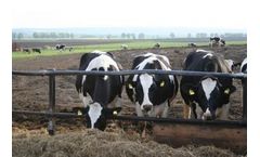 Dairytuner - Business Counseling Services