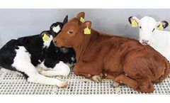 Dairytuner - Optimization Youngstock Raise Services