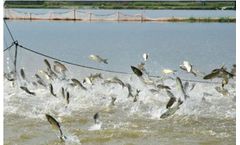 Fish Feed Machine Fish Feed Production Line Supplier