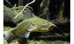 How To Make Catfish Feed 