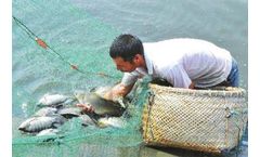 Fish Feed Machine