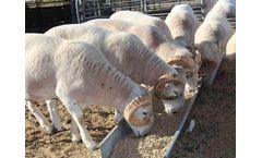 Things You Need To Know About Sheep Feed Pellets Flat Die Feed Pellet Machine 