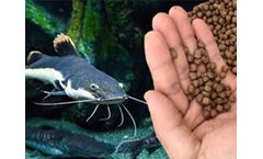 Why Choose Fish Feed Pellets To Feed Your Fish