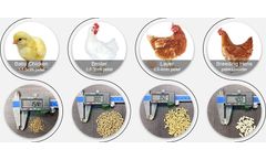 How To Make Chicken Feed Pellet For Layers