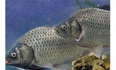 Fusmar - Model fish feed machine  - Crucian Carp Cultivation Equipment