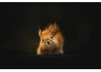 Environmental DNA detection of protected species