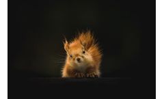 Environmental DNA detection of protected species