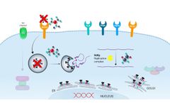 COVID-19 Animation - SARS-CoV-2 infection and treatment - InvivoGen - Video