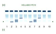 Hellabio - Model PE10 / MPE - Protein Electrophoresis kit