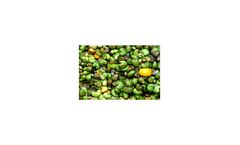 Biotechnology solutions for cashew seed processing industry