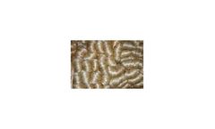 Biotechnology solutions for jute processing industry