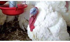 Hybrid - Model XL - Turkey Breeding Genetics Product