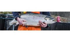 Landcatch - Salmon Eggs