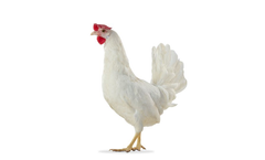 Hendrix-Genetics - Babcock White Genetics Product