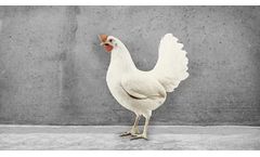 Hendrix-Genetics - Babcock White Genetics Product