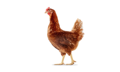 Hendrix-Genetics - Bovans Brown Genetics Product