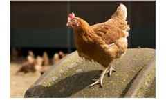 Hendrix-Genetics - Bovans Brown Genetics Product