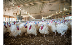 Hendrix-Genetics - Commercial Hybrid Converter