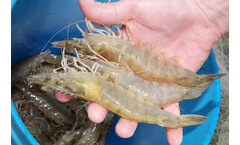 Hendrix Genetics - Kona Bay