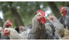 Hendrix Genetics - Laying Hens