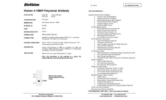Human - Model 4-1BBR - Polyclonal Antibody - Datasheet