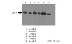 Abcam Binds to FLAG - HRP Anti-DDDDK tag (Tag sequence) antibody [M2]