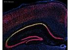 Abcam - Anti-GFP Antibody