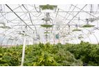 Cannabis Greenhouses