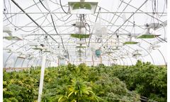 Cannabis Greenhouses