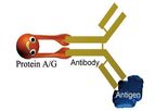 Meizheng - Model P050-10 - Recombinant Alkaline Phosphatase（ALP）