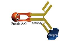 Meizheng - Model P050-10 - Recombinant Alkaline Phosphatase（ALP）