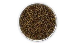 Cassia - Tora Seeds
