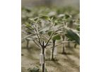 Proplant - Propagation Services