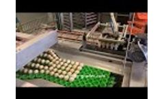 Damtech Hatchery Farmpacker Eggpacker Video