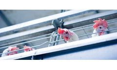 Ganadera Converta - Model G-28 - Poultry Layer Cage