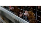 General - Model E 10 - Rearing Cage