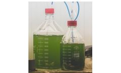 Neoalgae - Spirulina Grow Kit