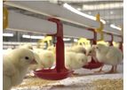 Salmet - Broiler Colony System