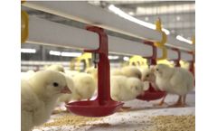 Salmet - Broiler Colony System
