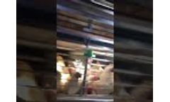 Av 1250 Pullet Rearing System Video