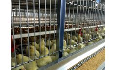 Genç - Model AV Series - Brood Breeding Cage Systems