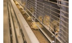 Ruby - Model S1000 - Poultry Rearing System