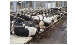 Mayo Original - Cow Comfort Mattress